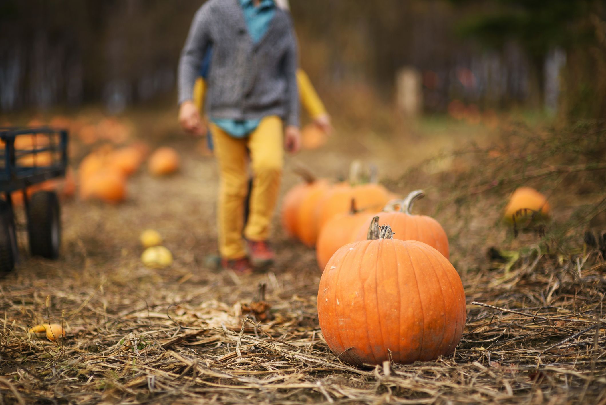 60 Fun Fall Activities For Families - Fall Bucket List