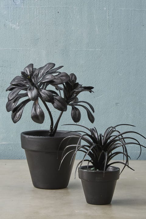 Fall Crafts Black Plants Fall Crafts Black Plants