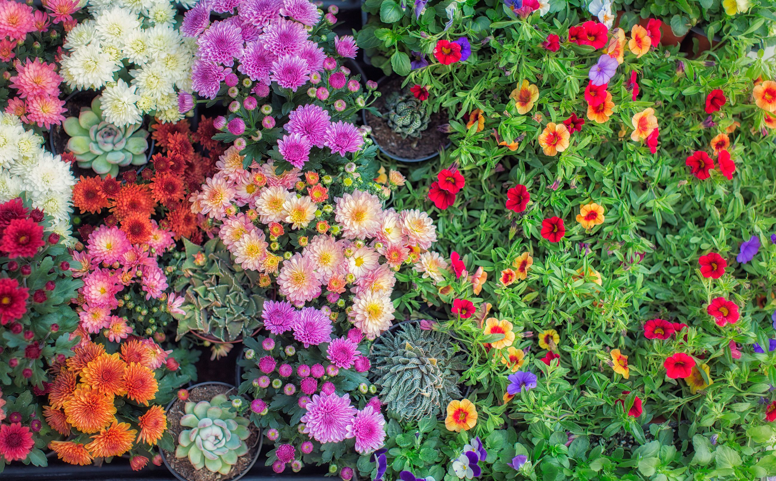 Fall Flowers for an Autumn Garden 