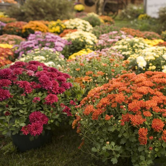 30 Best Fall Flowers for an Autumn Garden - Prettiest Flowers to Plant in the Fall