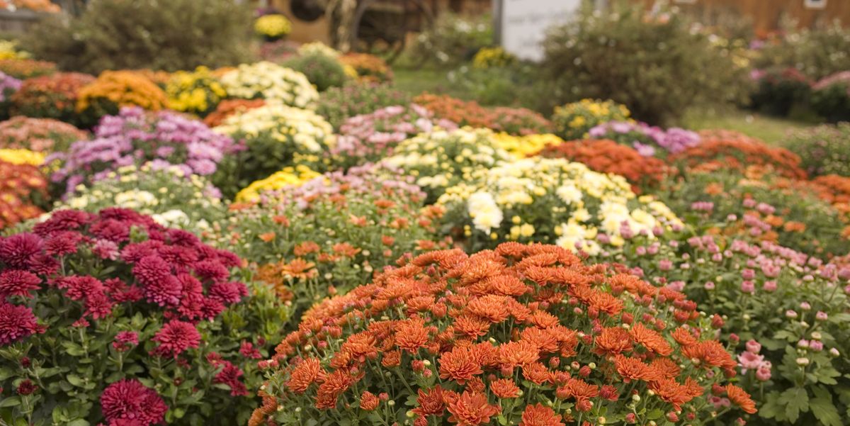 30 Best Fall Flowers For An Autumn Garden Prettiest Flowers To Plant In The Fall