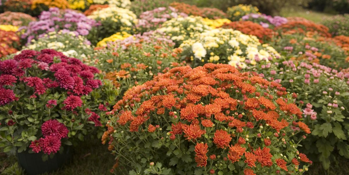 Fall Flowers For An Autumn Garden, Landscaping Flowers And Bushes