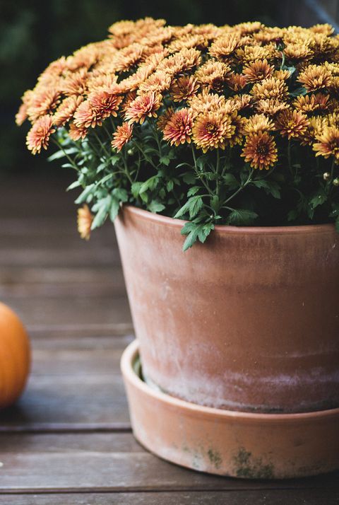 fall flowers for pots containers mums