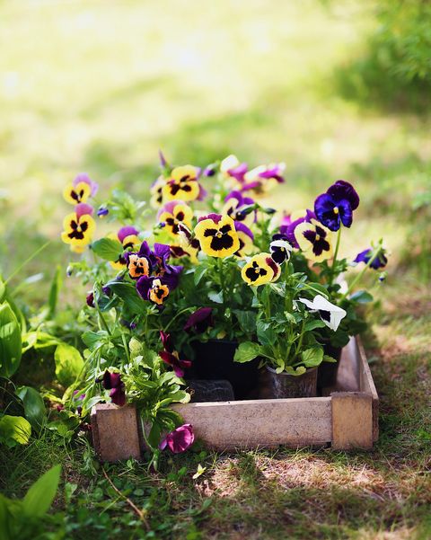 fall flowers for pots and containers viola