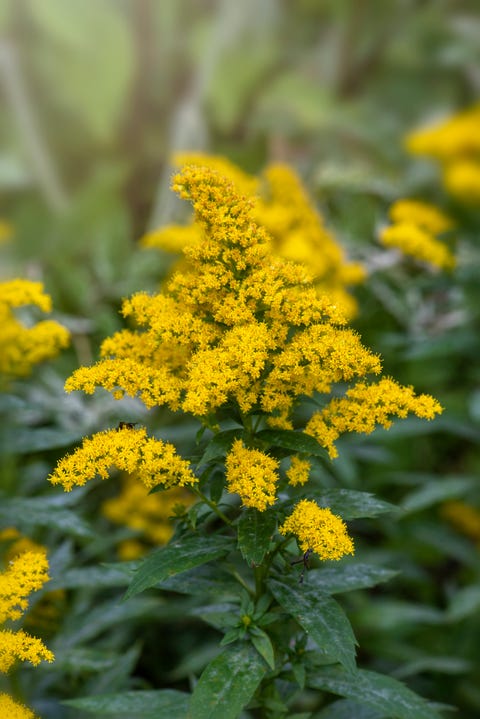 25 Best Fall Flowers - Flowers That Bloom in Fall