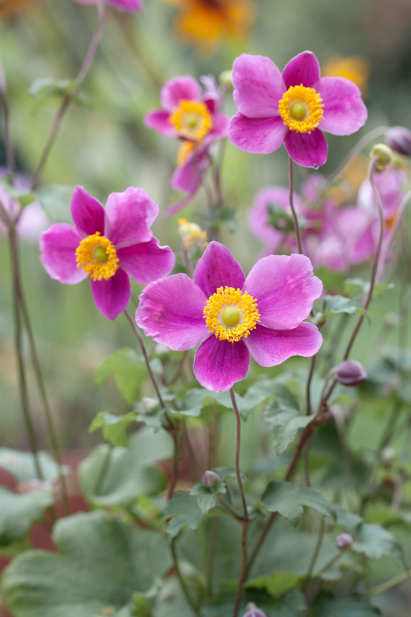 30 Best Fall Flowers To Plant Pretty Fall Plants Flowering Perennials