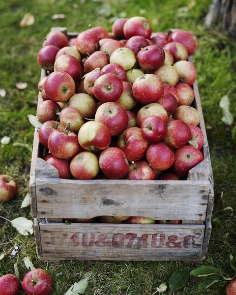 a wooden crate full of apples on the grass with more apples on the ground surrounding it