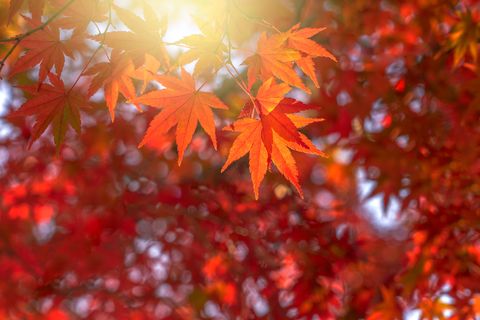 HAPPY AUTUMNAL EQUINOX 2019 Fall-leaves-autumn-equinox-1565380962