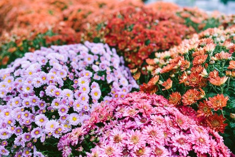 Full Frame View of Assorted Chrysanthemums mums