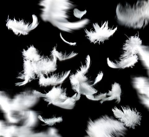 Falling white feathers on black background