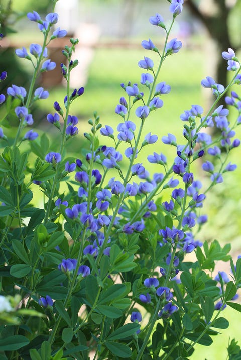 False Indigo