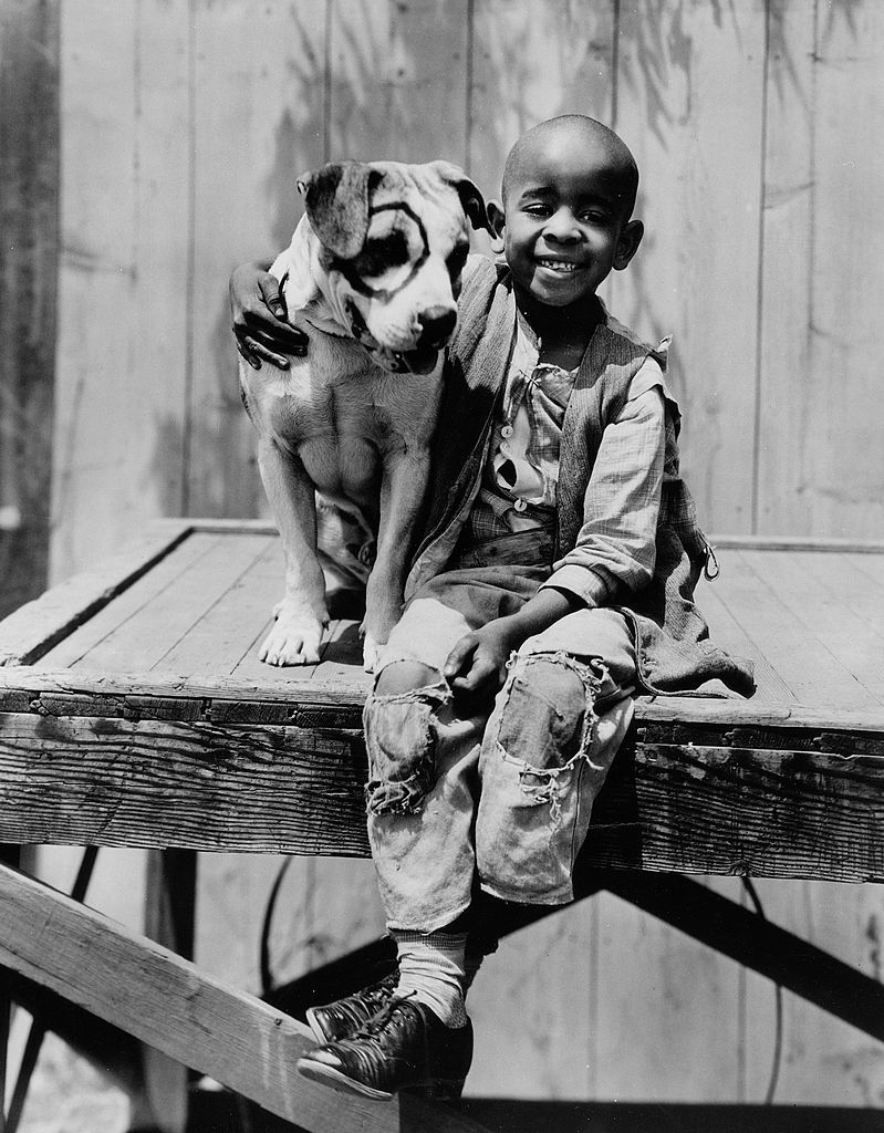 what kind of dog was petey from the original little rascals