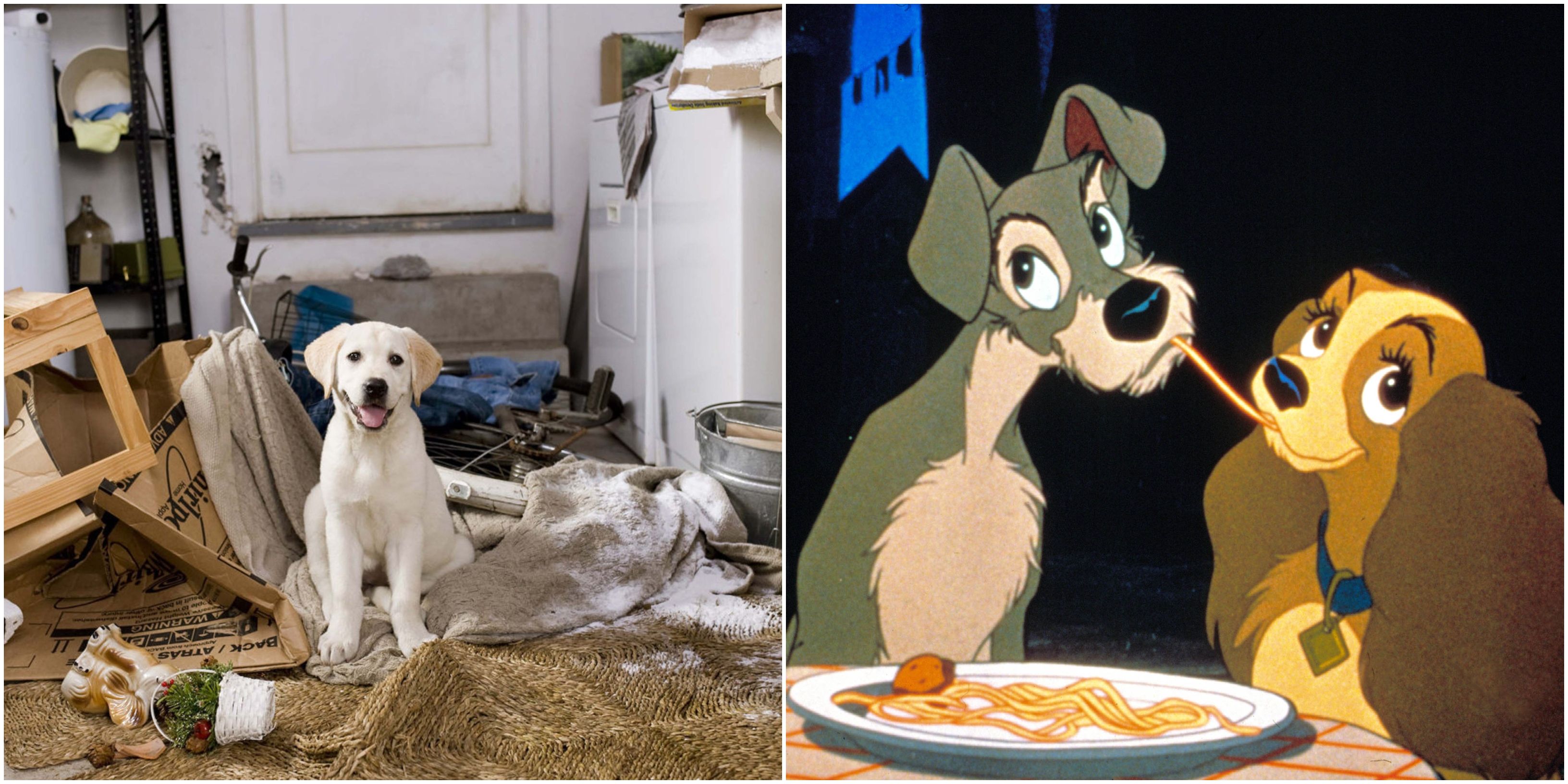 the most famous dog in the movie world