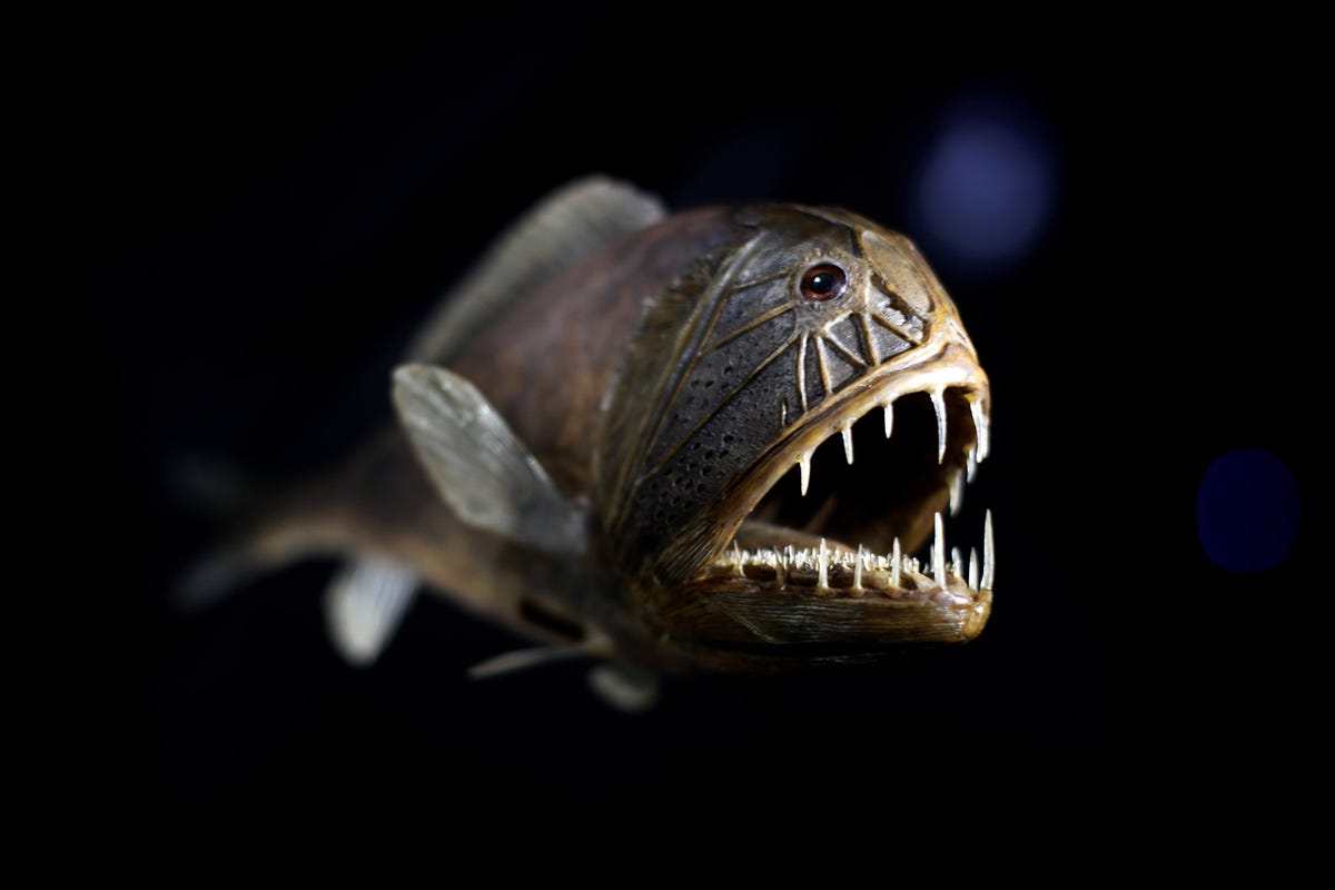 Weirdest Sea Creatures That Live In Our Oceans - Strange Ocean Life