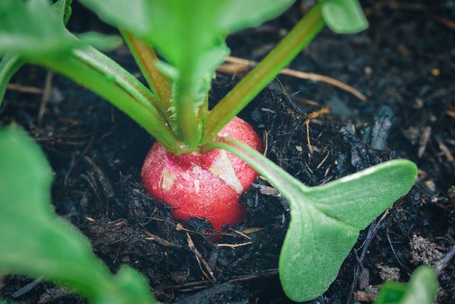 Fastest Growing Vegetables 7 Vegetables To Grow Harvest Fast