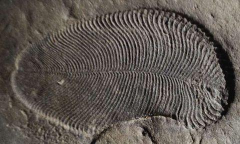 Dickinsonia fossil