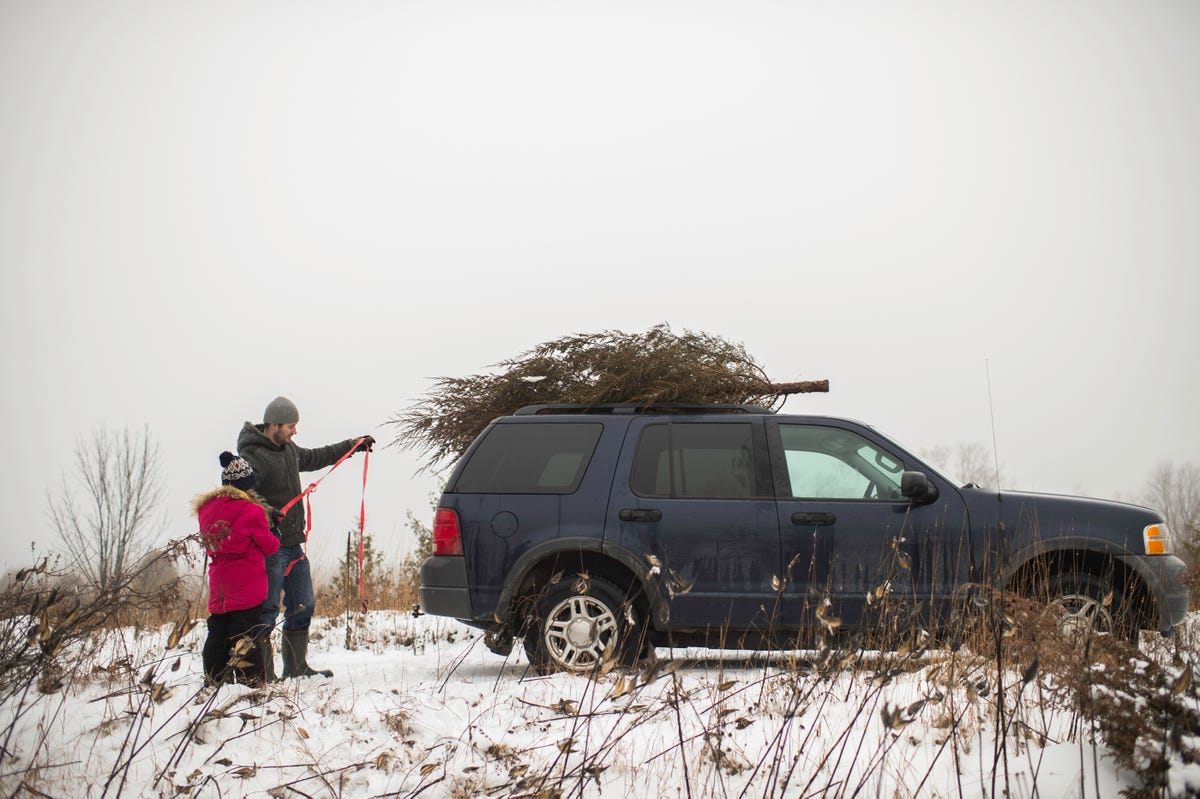 How to Tie a Christmas Tree to the Roof of Your Car