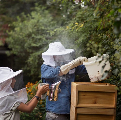 father and son practicing beekeeping in a domestic back garden