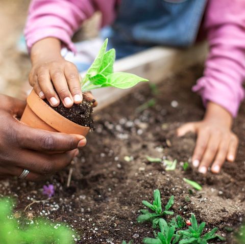 african american father and daughter transplanting a small potted plant to a raised garden bed