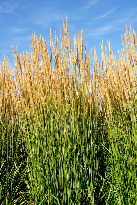 11 Best Ornamental Grasses Tall And, Types Of Tall Grass For Landscaping