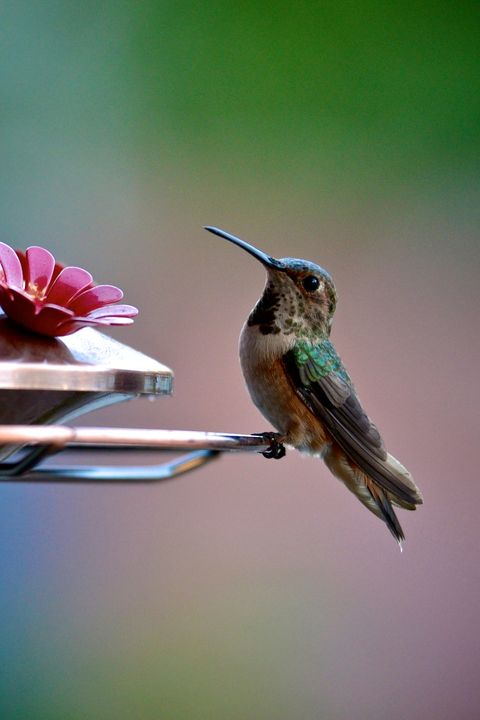 15 Hummingbirds Facts How To Attract Hummingbirds,What Are Cloves In Bemba