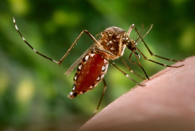 aedes aegypti mosquito feeding on a human hand