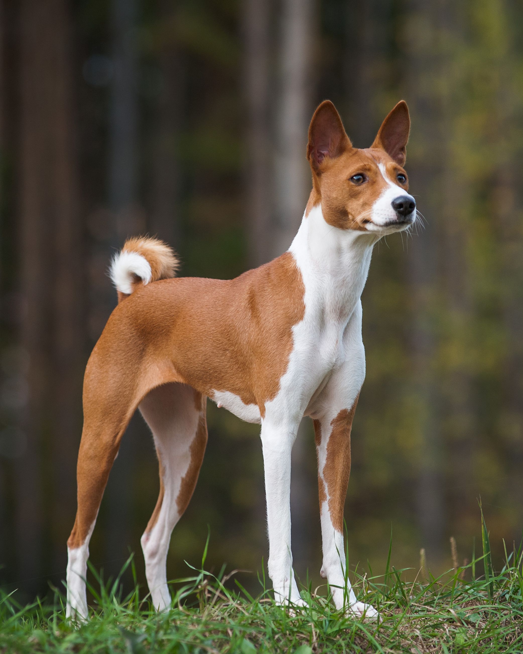 what dogs have short tails