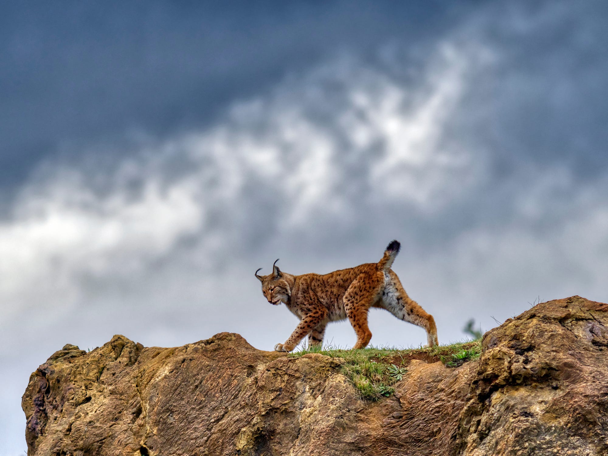 Archeologists Unearthed a Lynx Skeleton Layered With Dogs. They're Baffled.