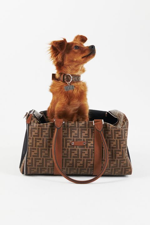 fendi pet collection dog carrier tote