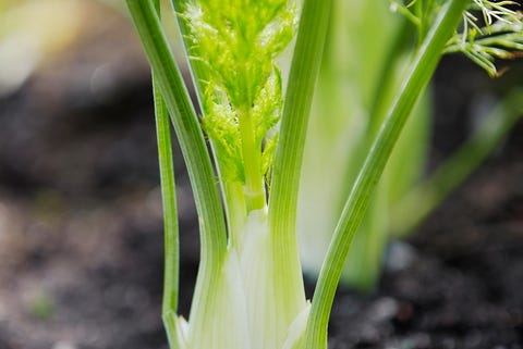 Fennel, Plant, Flower, Vegetable, Kohlrabi, Flowering plant, Plant stem, 