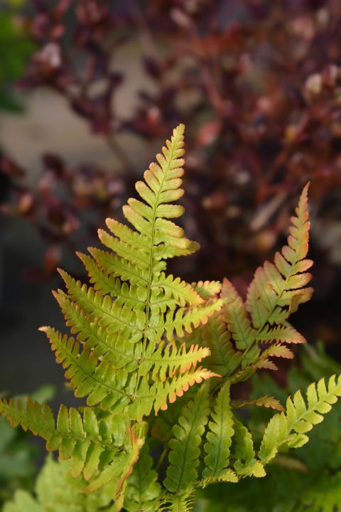 15 Best Plants for Planting Under Trees - Tips for Planting in Shade