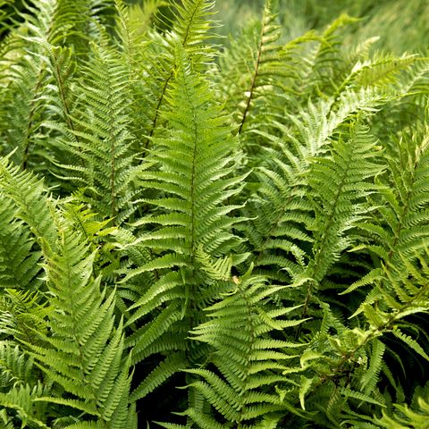 fern   ground cover plants