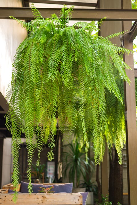 fern shade perennial