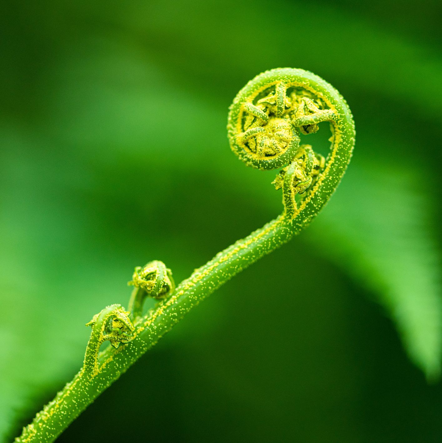 Life Can Evolve in Multiple Directions—Even Backward, Study Says