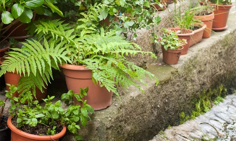 Fern growing in pot 