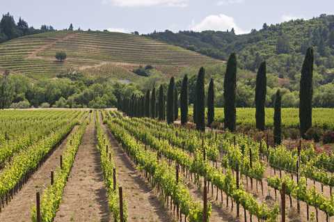 ferrari carano vineyard and winery near healdsburg, sonoma county, northern california, usa
