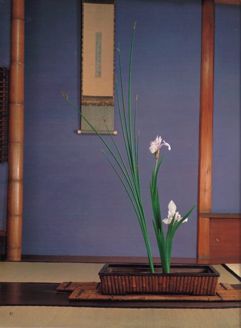 8月のいけばな 涼を愛でる 水辺の植物 かきつばた 蓮 生け花 いけばな 生花 華道 8月のいけばな 涼を愛でる 水辺の植物 かきつばた 蓮 生け花 いけばな 生花 華道