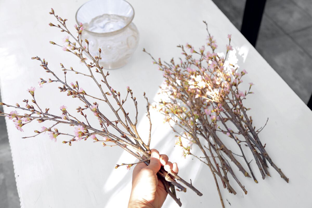 桜を部屋に飾る方法 アレンジメントのコツ おうち花見を優雅に