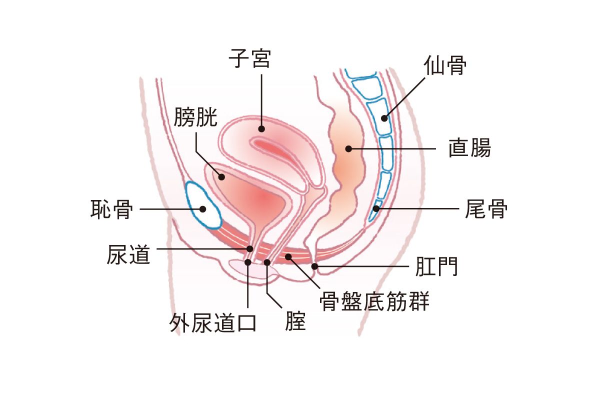 更年期女性の悩みの4割に関わる 骨盤底 とは 更年期のお悩み相談室