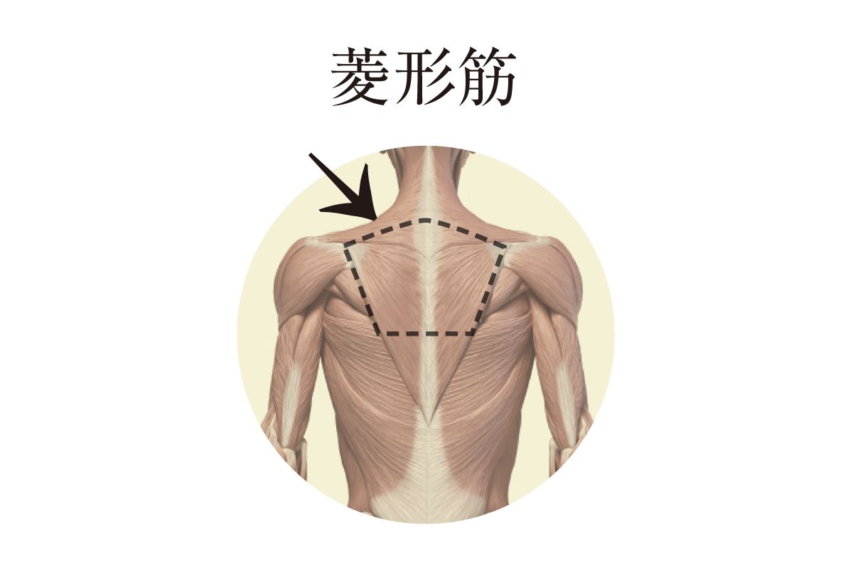 呼吸を楽に 肋間筋と菱形筋のストレッチで 胸と背中のこわばりを解消