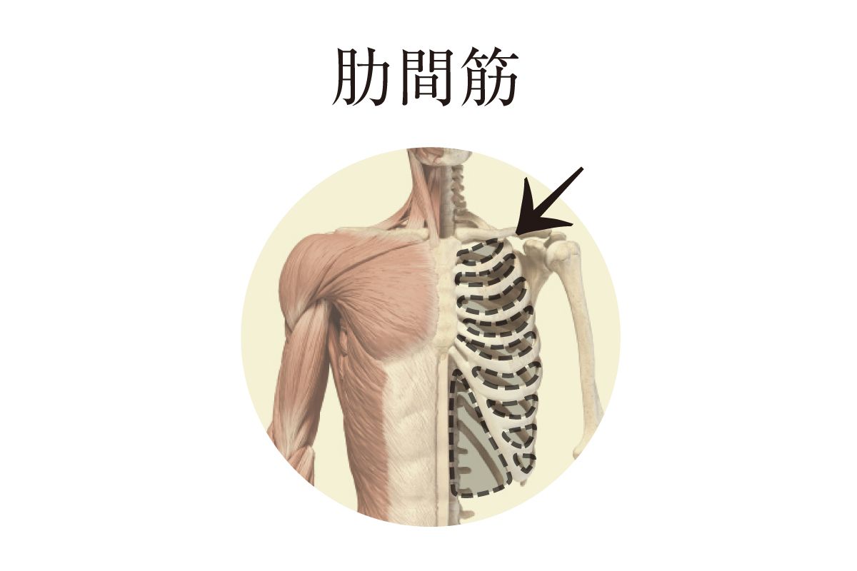 呼吸を楽に 肋間筋と菱形筋のストレッチで 胸と背中のこわばりを解消