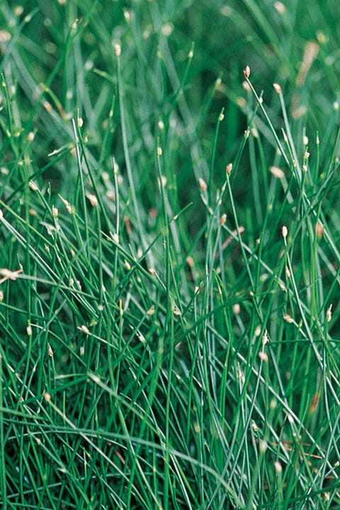 fiber optic grass