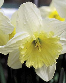 narcisos en flor