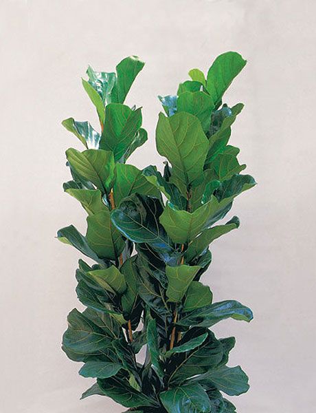 Ficus Lyrata grande o Ficus lirata artificial