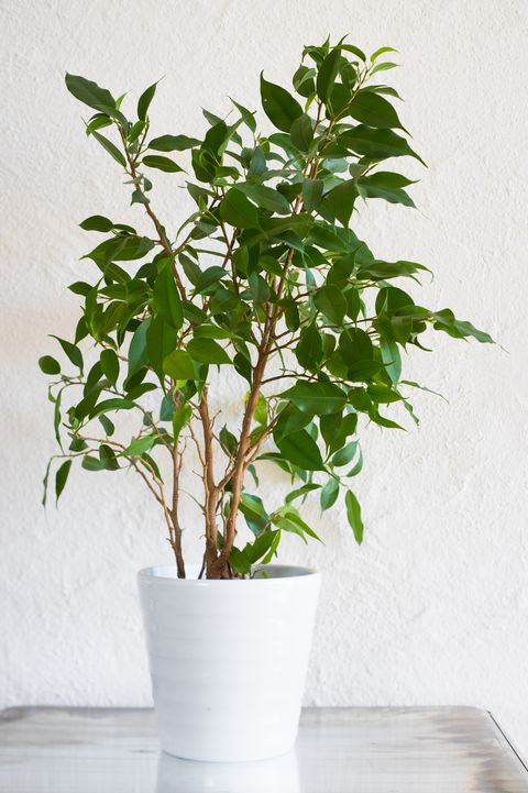 The Best Large Indoor Plants Trees And