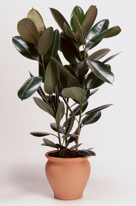 Ficus elastica 'Robusta' (Rubber plant) in terracotta plant pot Ficus elastica 'Robusta' (Rubber plant) in terracotta plant pot