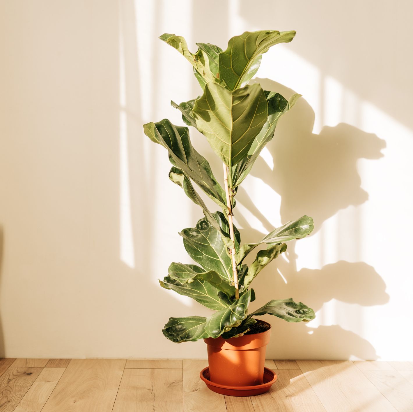 There's an Amazon Plant Sale Right Now With Fiddle Leaf Fig Trees for Only $39