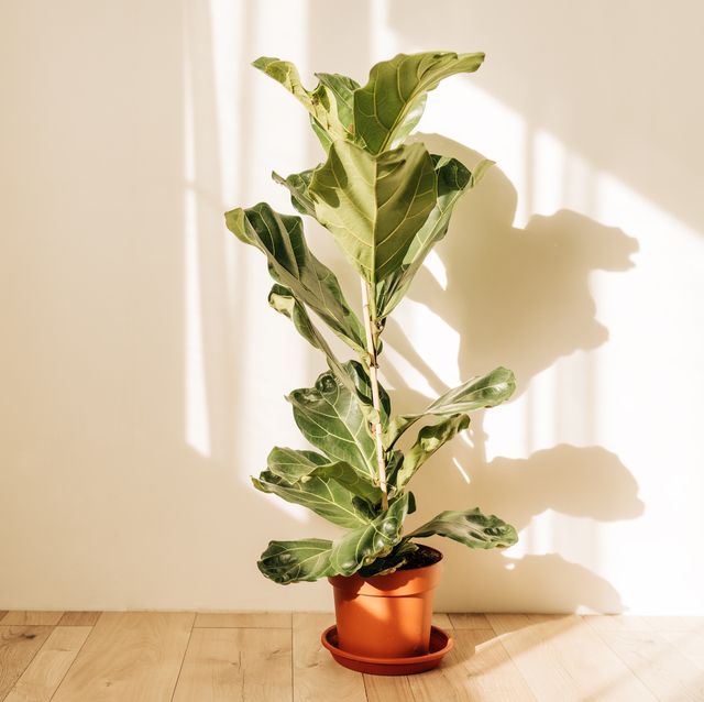 ficus lirata in wickr pot on wooden table minimal front view copy space