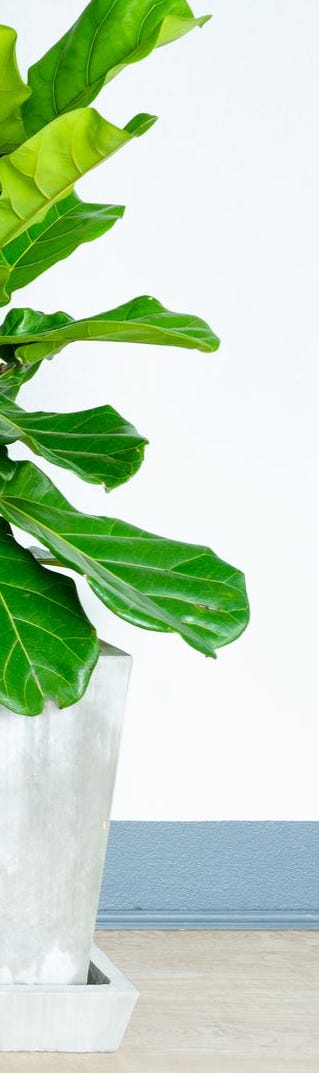30 easy houseplants easy