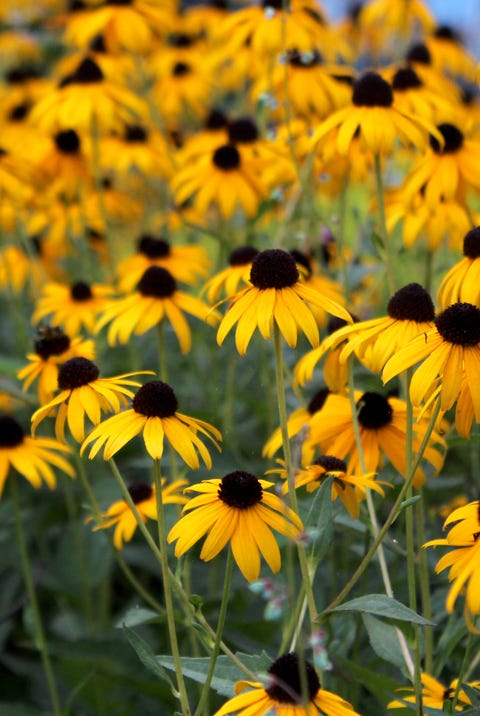 Field of Black-Eyed Susan